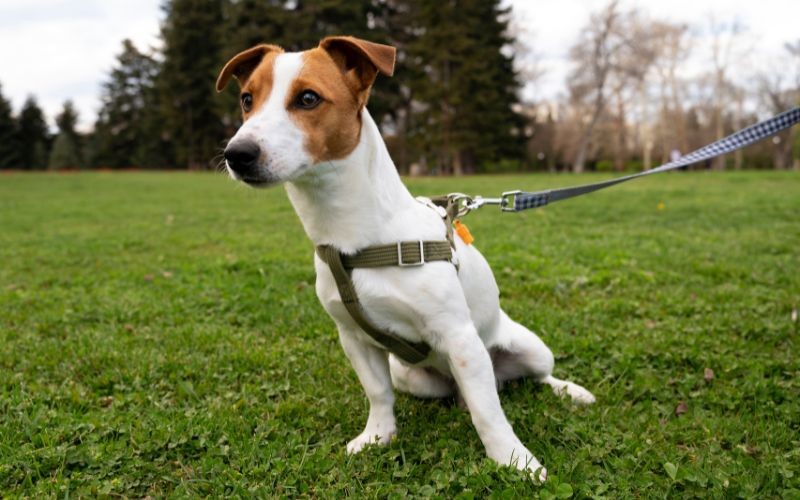 Leash Training Your Puppy: Tips and Techniques